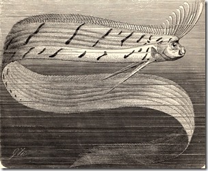 Giant oarfish, Royal Natural History, 1896