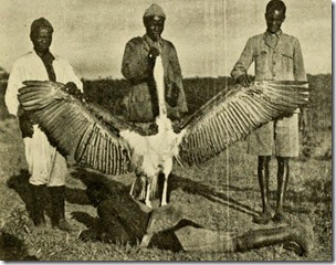 Marabou stork, in Richard Tjader, The Big Game of Africa, 1910