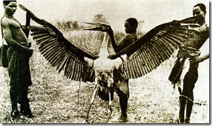 Marabou stork with wings outstretched