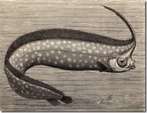 North Pacific crestfish, Royal Natural History, 1896