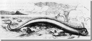 Oarfish, 16 ft, washed ashore Bermuda beach 1860, originally thought to be sea serpent