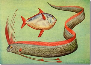 Oarfish and opah, Field Book of Giant Fishes New York,GP Putnam, NY, 1949