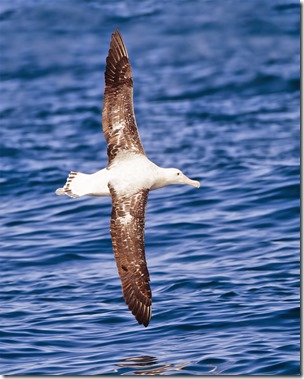 Wandering albatross, JJ Harrison-Wikipedia