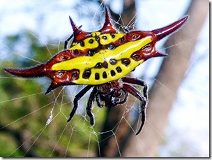 Female long-winged kite spider in South Africa's Krantzkloof Natuurreservaat. JMK-Wkipedia