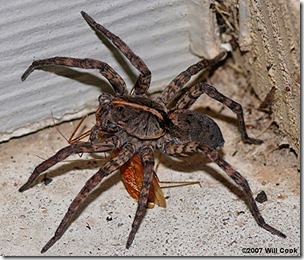 Fishing spider photo used for creating fake winged spider photo, Will Cook-North Carolina Spider Photos