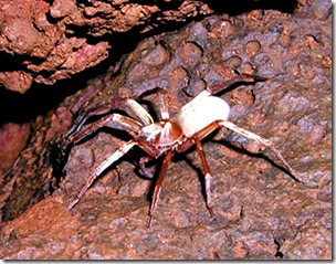 No-eyed big-eyed wolf spider Adelocosa anops, pub dom