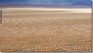 Fairy-Circles-Share-Pattern-with-Zebrafish-Skin-Cells