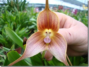 OrquídeaMono1