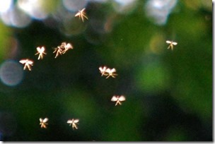 Fairies-photographed-by-professor-John-Hyatt