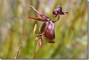 OrquídeaPato2