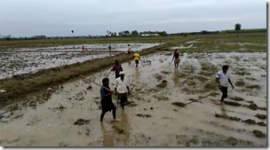 Fish in  fields