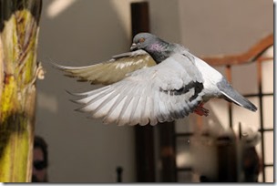 piccione-in-volo-a21176589[1]
