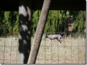 Chupacabra, or diseased coyote?
Courtesy of Jan Jimenez