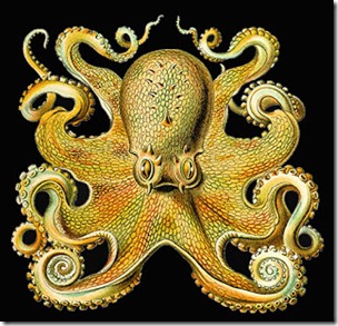 Deepsea octopus, black bgd, Ernst Haeckel, pub dom