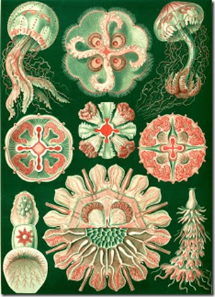 Jellyfishes revealing their four centrally-sited gastric pouches, Ernst Haeckel, pub dom