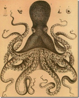 Sinister-looking octopus, c1800 2, pub dom