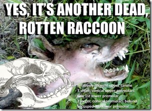 dead-raccoon