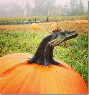 CalabazaDragon