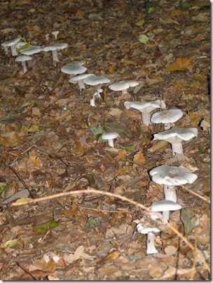 Clitocybe-nebularis-mushrooms