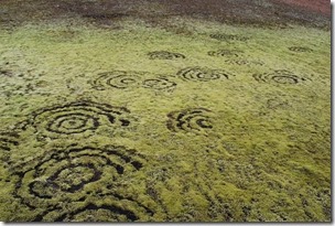 Fairy-rings-in-moss-in-Iceland