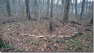 mushroom-ring-in-the-woods