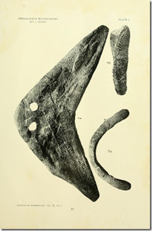 Diplocaulus, fossil skull, Journal of Morphology, 1912, pub dom