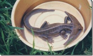 Hammerhead Lizard, a Diplocaulus model 1