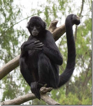 Ateles_fusciceps_Colombia-570x654