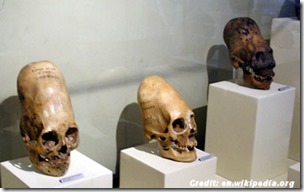 Elongated Skulls from Paracas, Peru