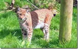 102686011_PIC_DARTMOOR_ZOO-APEX_07-07-2016_A_lynx_has_escaped_from_British_zoo_Dartmoor_Zoo_in_Devon-large_trans  gsaO8O78rhmZrDxTlQBjdO0Jyi0jPPD6Zx1hiwTPhlc