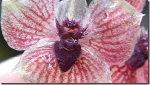 devil-orchid