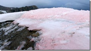 pink-snow-570x321