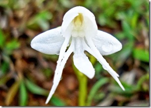 Angel-Orchid-Habenaria-Grandifloriformis-17-Flowers-That-Look-Like-Something-Else