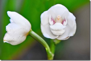 Dove-Orchid-Or-Holy-Ghost-Orchid-Peristeria-Elata-17-Flowers-That-Look-Like-Something-Else1