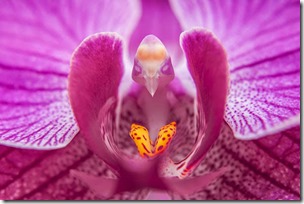 Moth-Orchid-Phalaenopsis-17-Flowers-That-Look-Like-Something-Else1