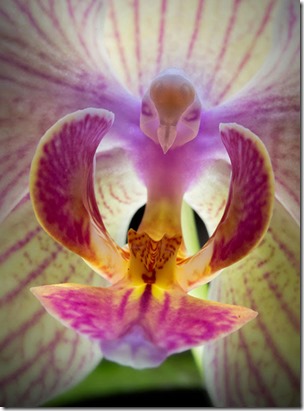 Moth-Orchid-Phalaenopsis-17-Flowers-That-Look-Like-Something-Else2