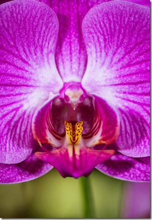 Moth-Orchid-Phalaenopsis-17-Flowers-That-Look-Like-Something-Else