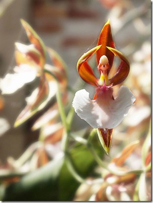 Orchid-That-Looks-Like-A-Ballerina-17-Flowers-That-Look-Like-Something-Else