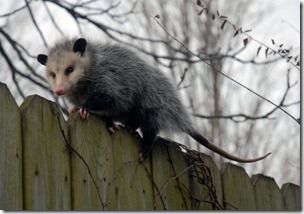 possum-on-a-fence-570x399