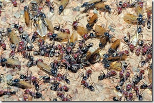 Winged ants swarming