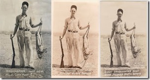 3 Giant grasshopper of Wisconsin postcards with 3 different localities, public domain