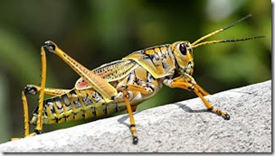 Eastern lubber grasshopper, pub dom