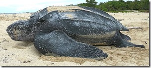 Leatherback-turtle-Tinglar-USVI-wikipedia-600-px-tiny-Mar-2017-Tetrapod-Zoology