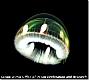 UFO Looking Jellyfish Spotted by NOAA