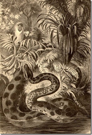 Anaconda, 1878 engraving