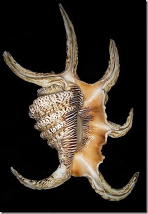 Chiragra spider conch shell, underside, Udo Schmidt-Wikipedia