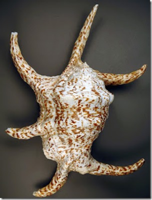 Chiragra spider conch shell, upper side, James St John-Wikipedia