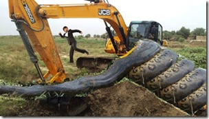 Fake anaconda construction site photo