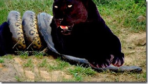 Fake black panther-anaconda photo