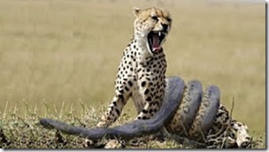 Fake cheetah-anaconda photo